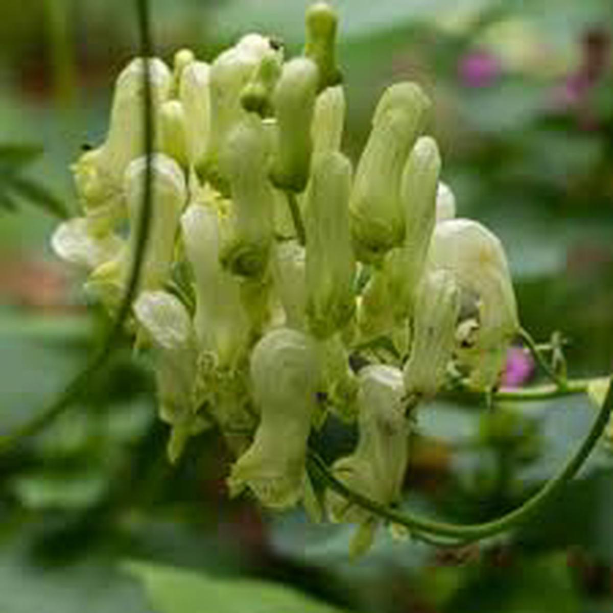 Lycoctonum Flower Seeds for Planting  Drought Tolerant, Heirloom & Non-GMO Seeds