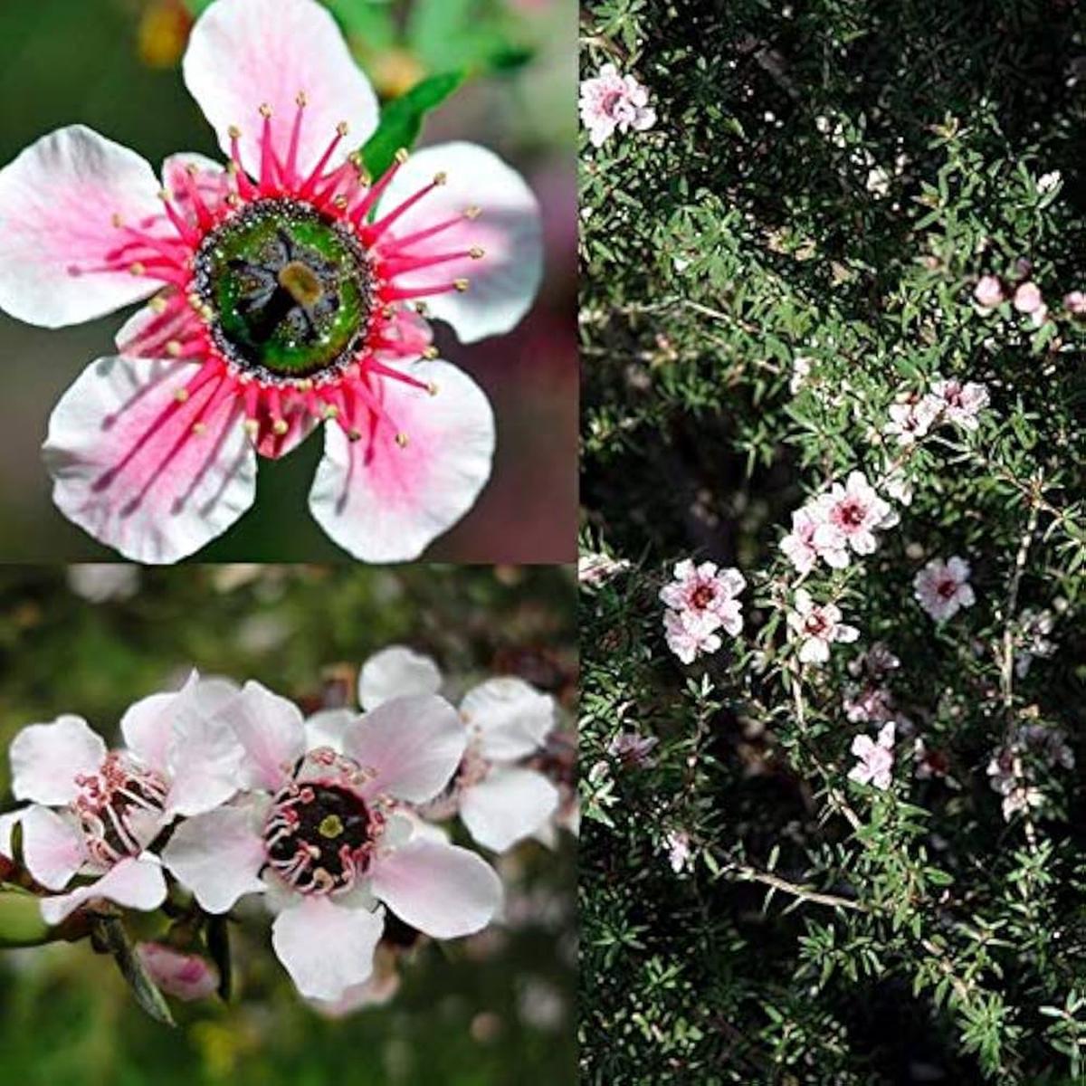 Manuka Flower Seeds for Planting – NON GMO Seeds