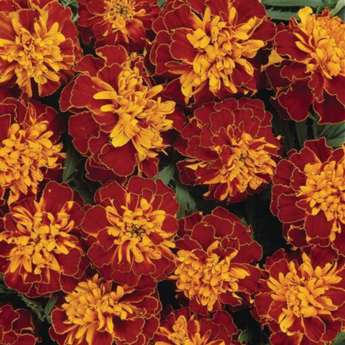 Marigold Bonanza Harmony French Imported  Heirloom, Non-GMO, High Germination Organic Garden Seeds
