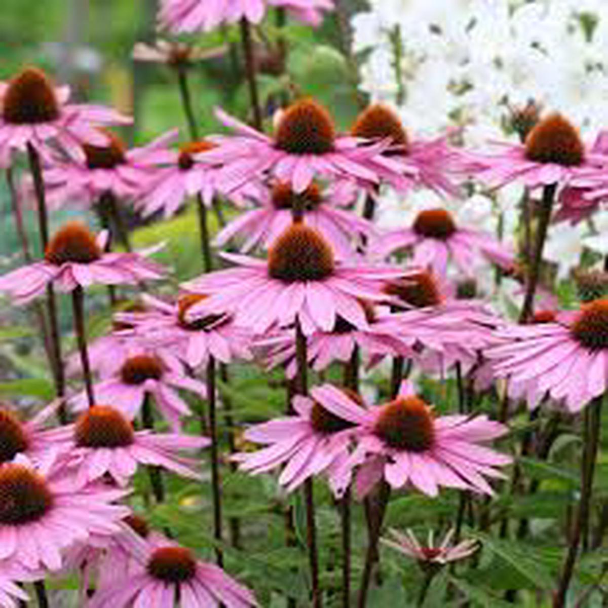 Medicinal Herb Echinacea Seeds for Planting  Heirloom, Non-GMO, Immune-Boosting, Perennial