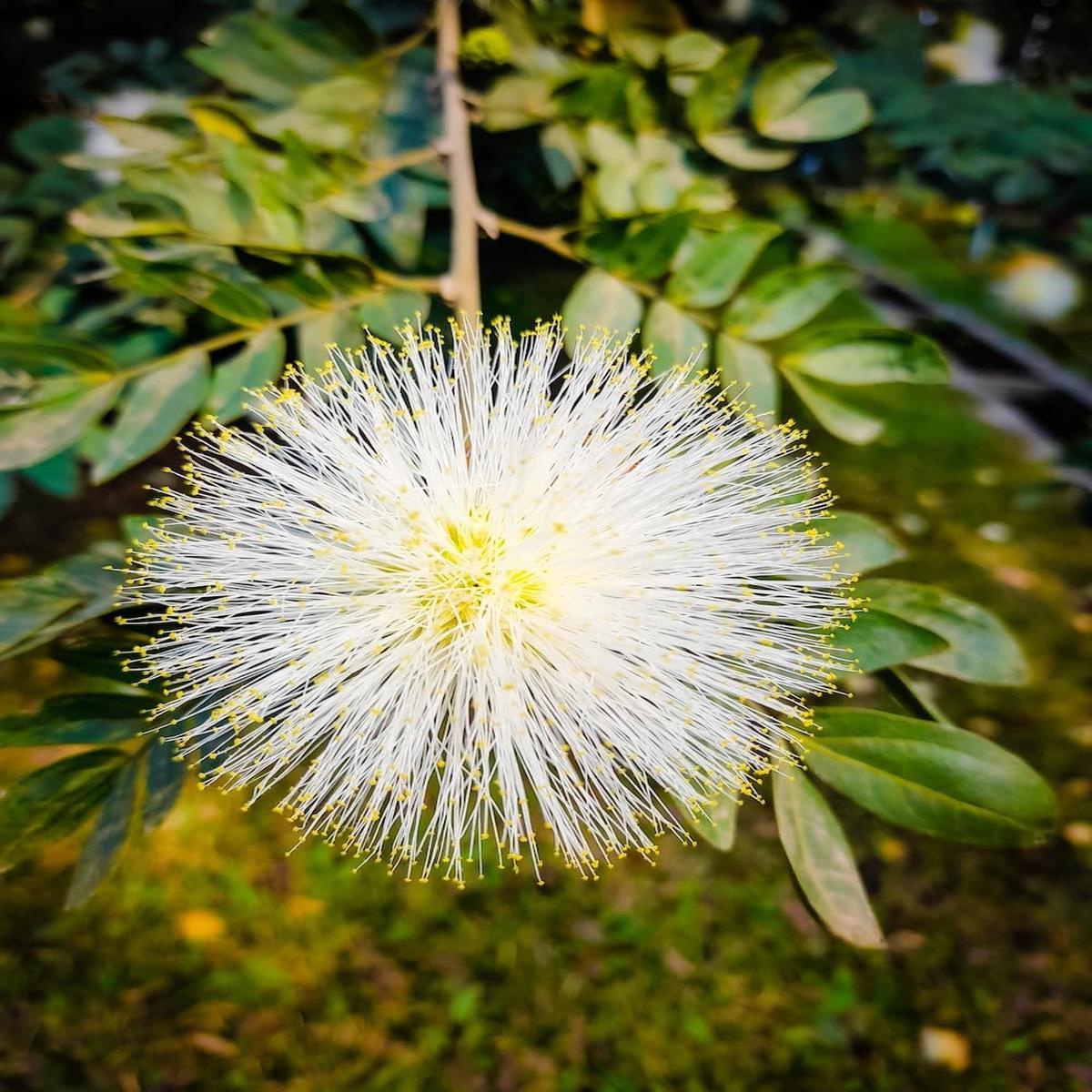 Mimosa Flower seeds for Planting – Low Maintenance, Heirloom & GMO Free Seeds for Home Garden