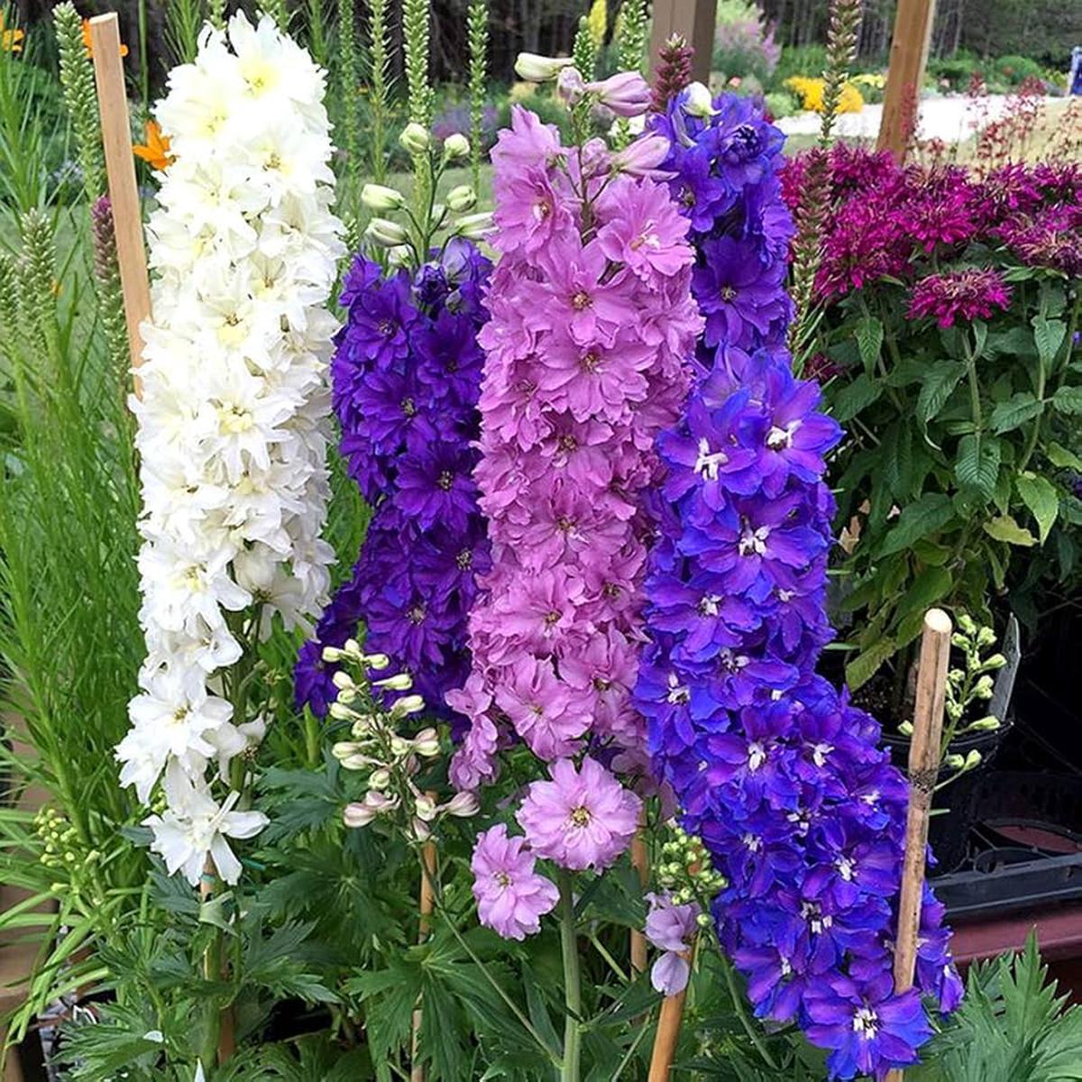 Mixed Delphinium Bonsai Flower Seeds for Planting in Garden