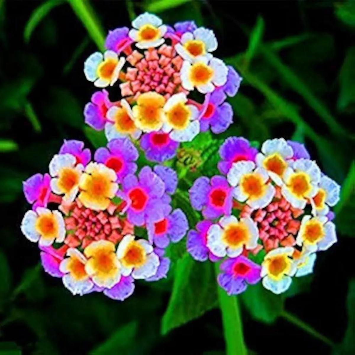 Mixed Lantana Camara Flower Seeds  Organic, Heirloom, Non-GMO Seeds for Planting