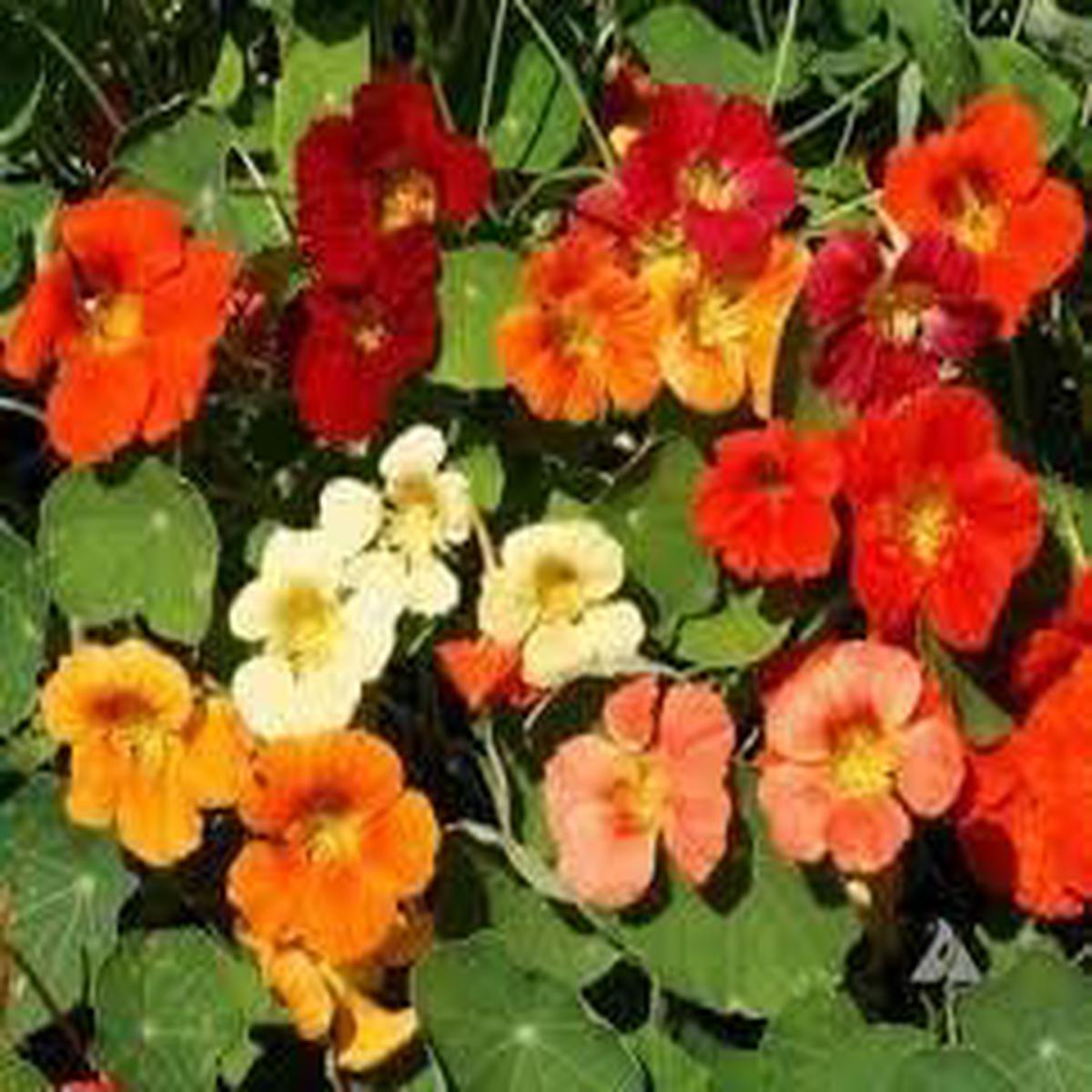 Mixed Tropaeolum Majus Flower Seeds  Heirloom Non-GMO Nasturtium Seeds for Planting & Garden Blooms