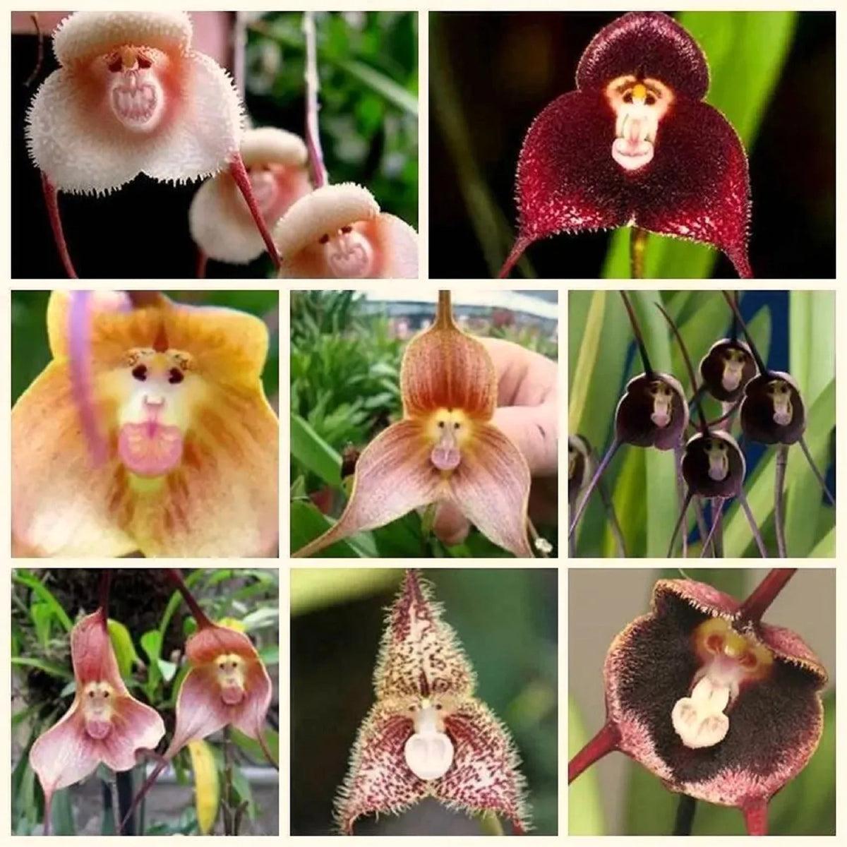 Monkey Face Light Pink Orchids Flower seeds for Planting – Hardy Variety, Heirloom & GMO Free Seeds for Home Garden