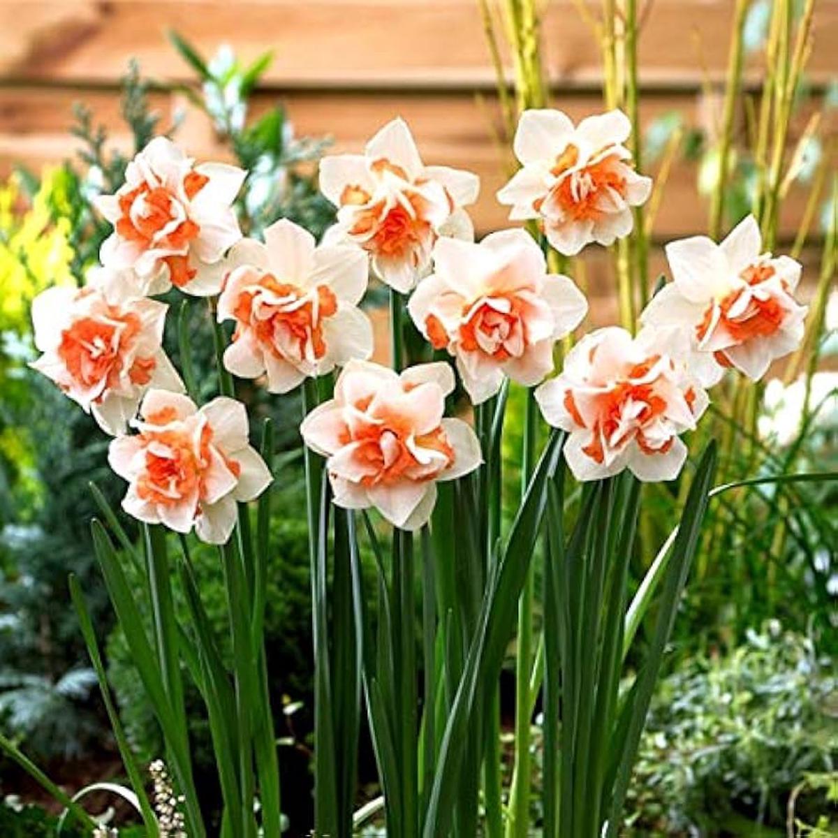 Narciso Flower seeds for Planting – Premium Quality, Heirloom & GMO Free Seeds for Home Garden