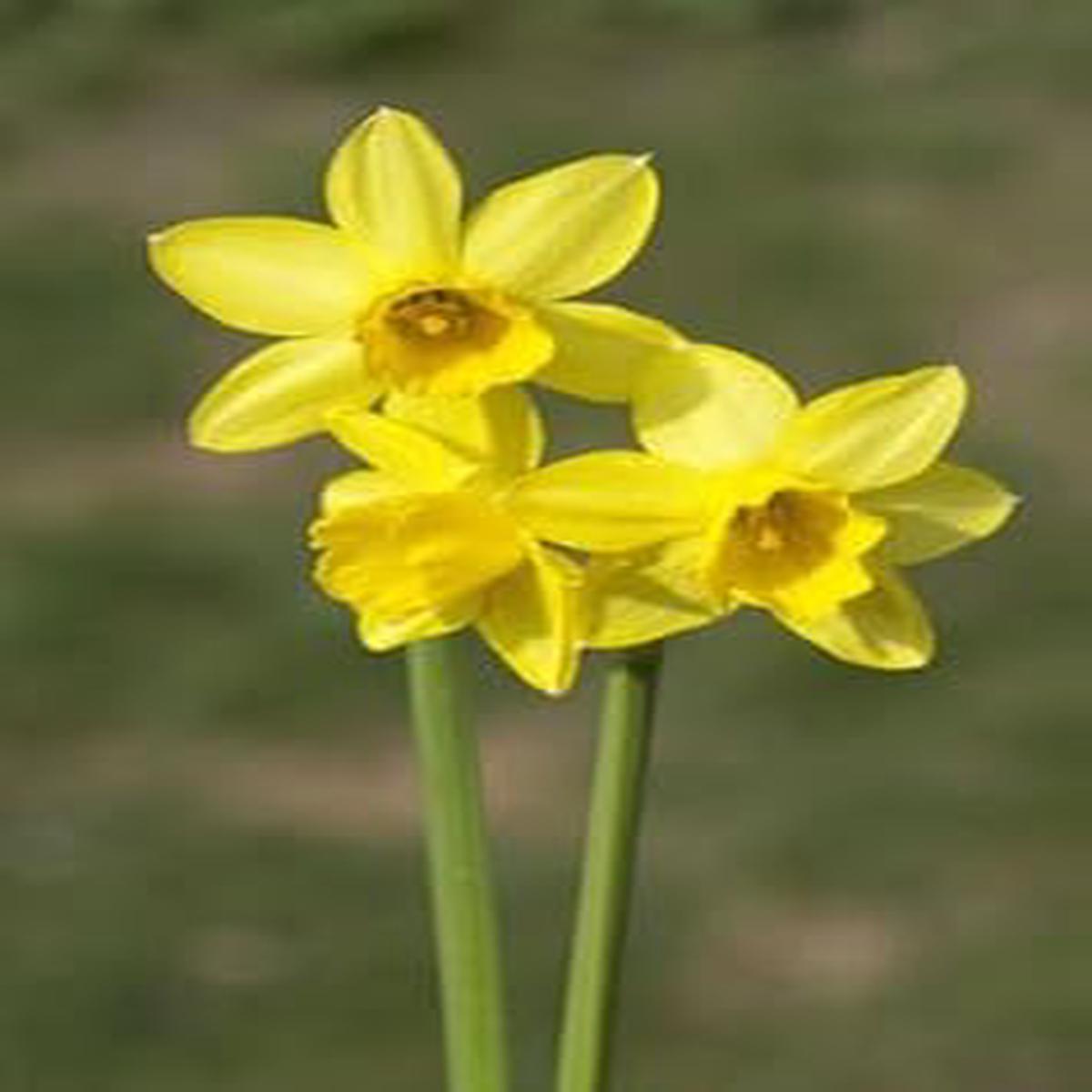 Narzissen Flower seeds for Planting – Cut Flower Favorite, Heirloom & GMO Free Seeds for Home Garden