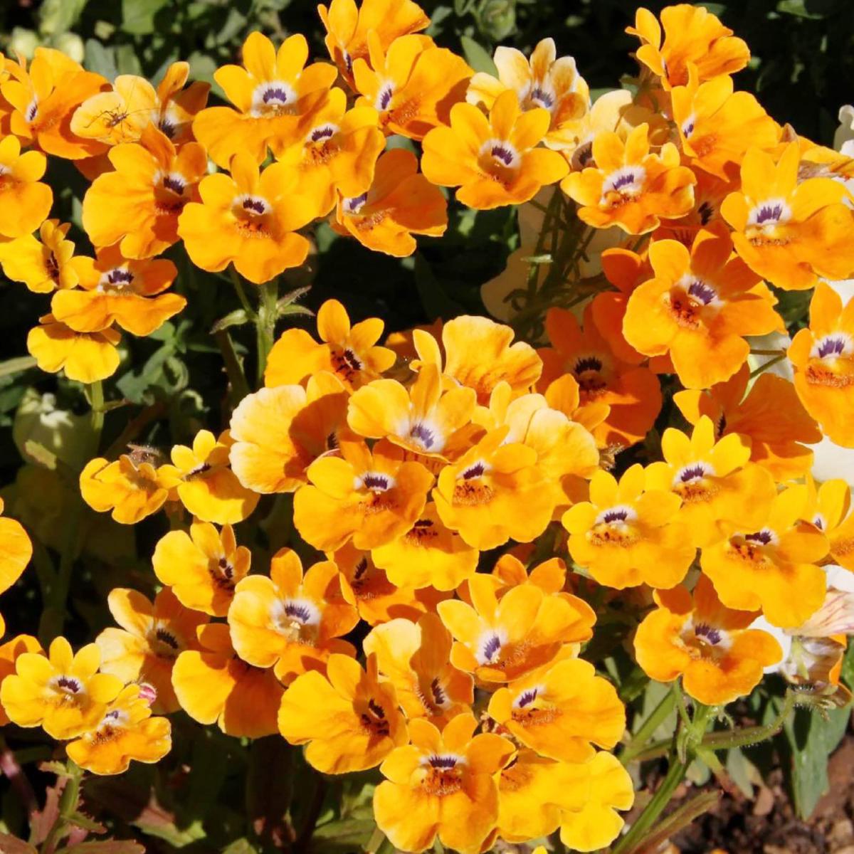 Nemesia Nemesia Strumosa Orange Prince Flower Seeds for Planting