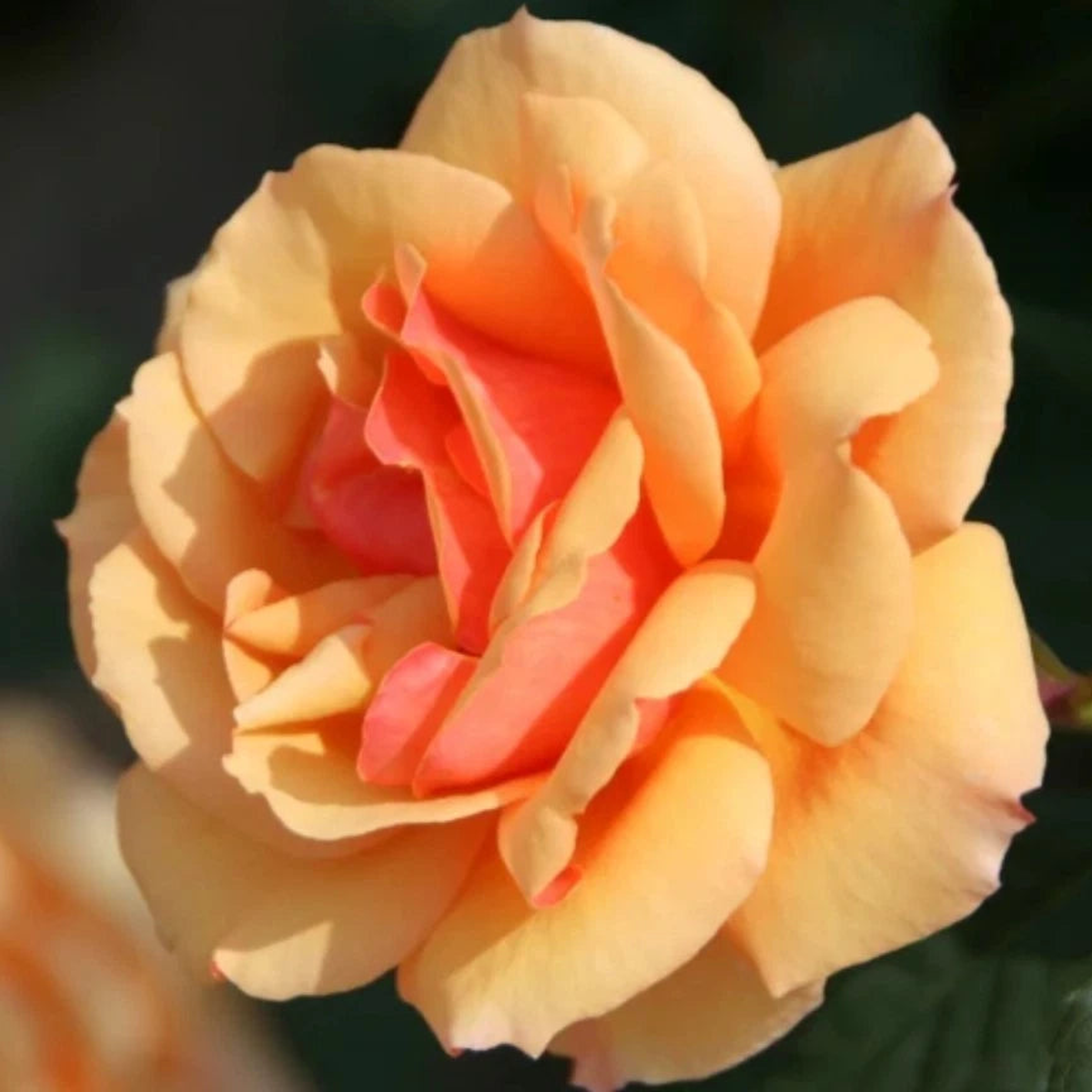 Orange About Face Rosa Grandiflora Seeds – Seeds – Rose Flower Gardening  Heirloom, Non-GMO, High Germination Organic Garden Seeds