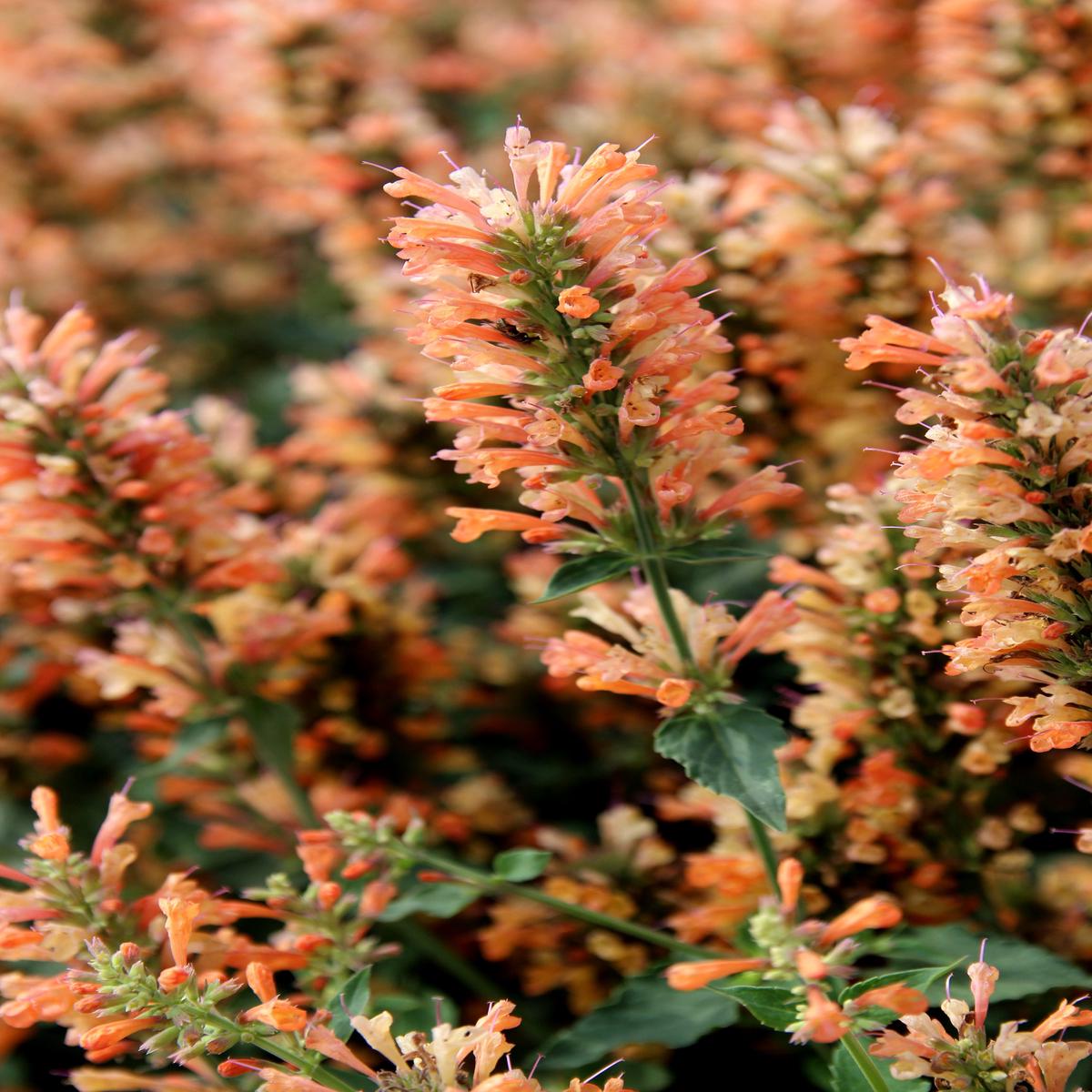 Orange Agastache Flower Seeds for Planting Heirloom, Non-GMO, Long Bloom Season, Organic Garden Seeds