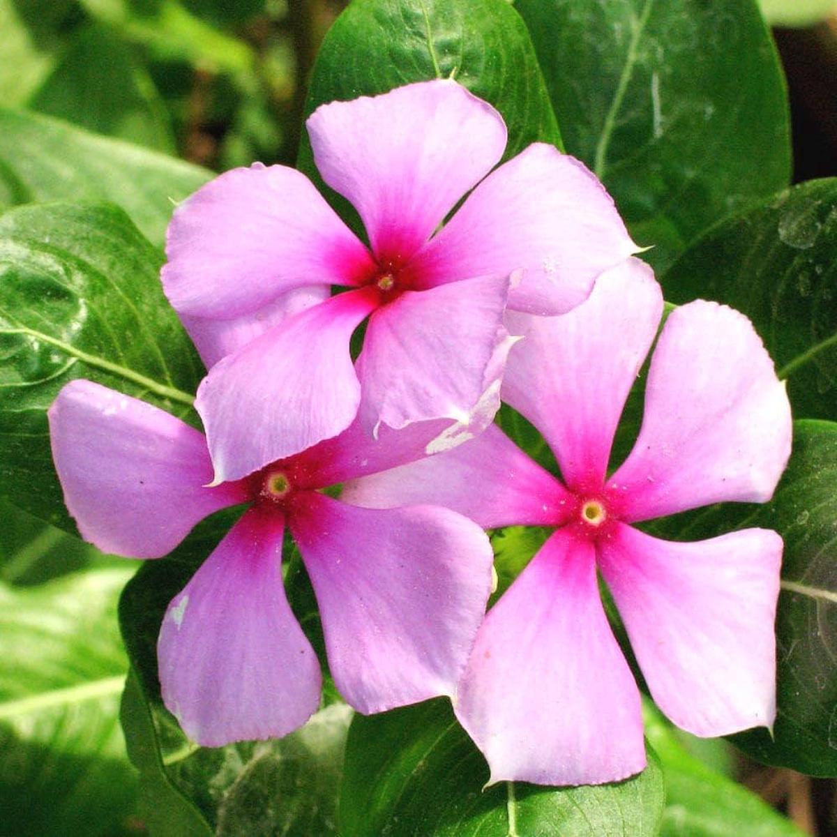 Organic Catharanthus Flower Seeds for Planting  Heirloom, Non-GMO