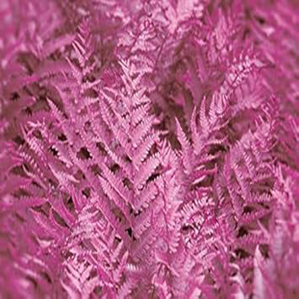 Organic Dark Pink Fern (Pteridophyta) Plant Seeds for Planting Heirloom, Non-GMO, High Germination