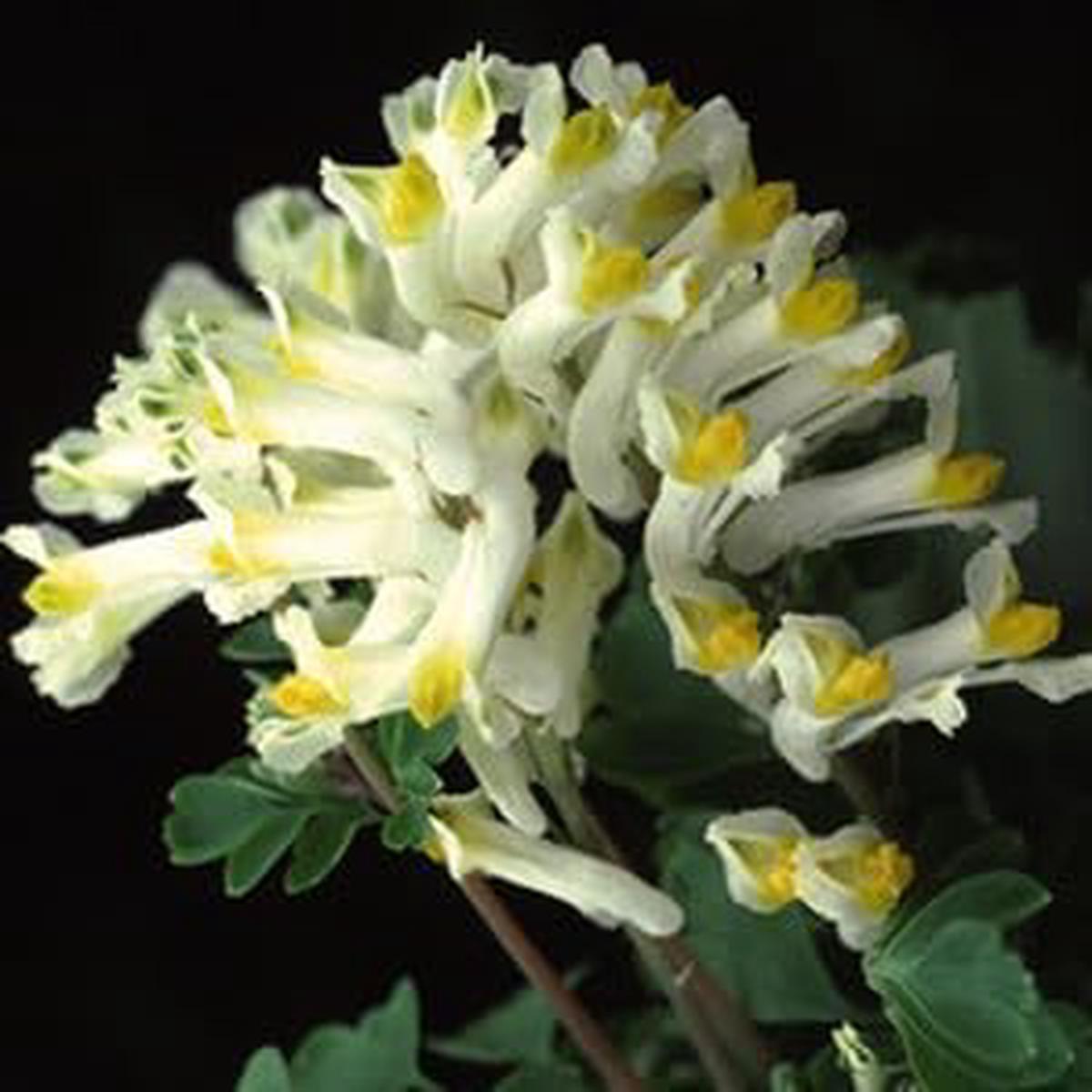 Organic Heirloom Non-GMO Corydalis Solida Seeds for Planting  Early Spring Blooms