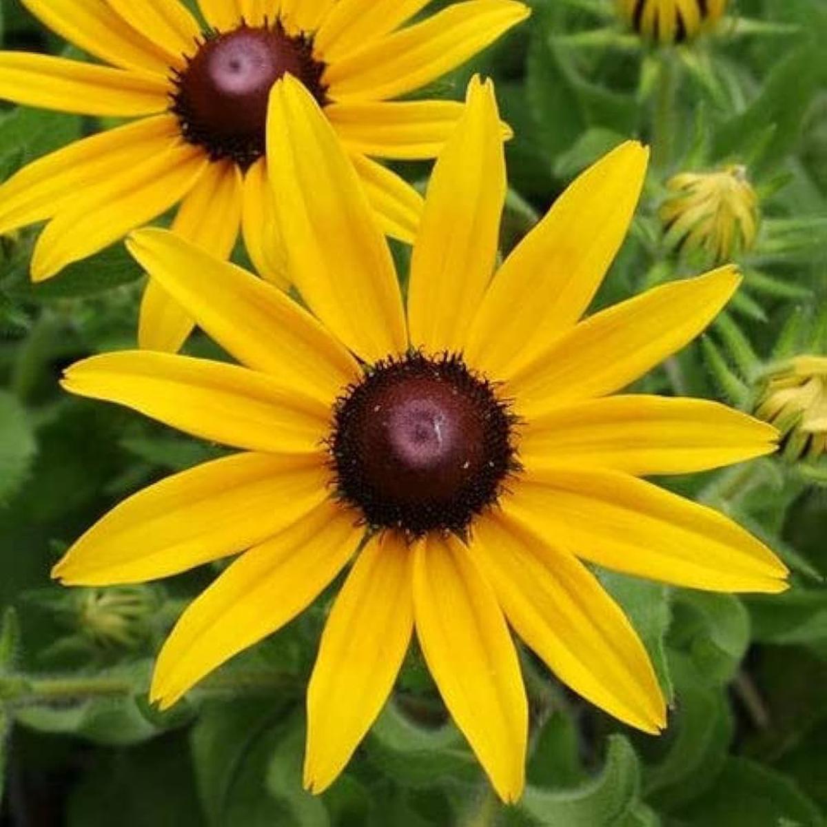Organic Heirloom Rudbeckia Flower Seeds for Planting  Non-GMO Yellow Blooms, High Germination Perennial Garden Seeds