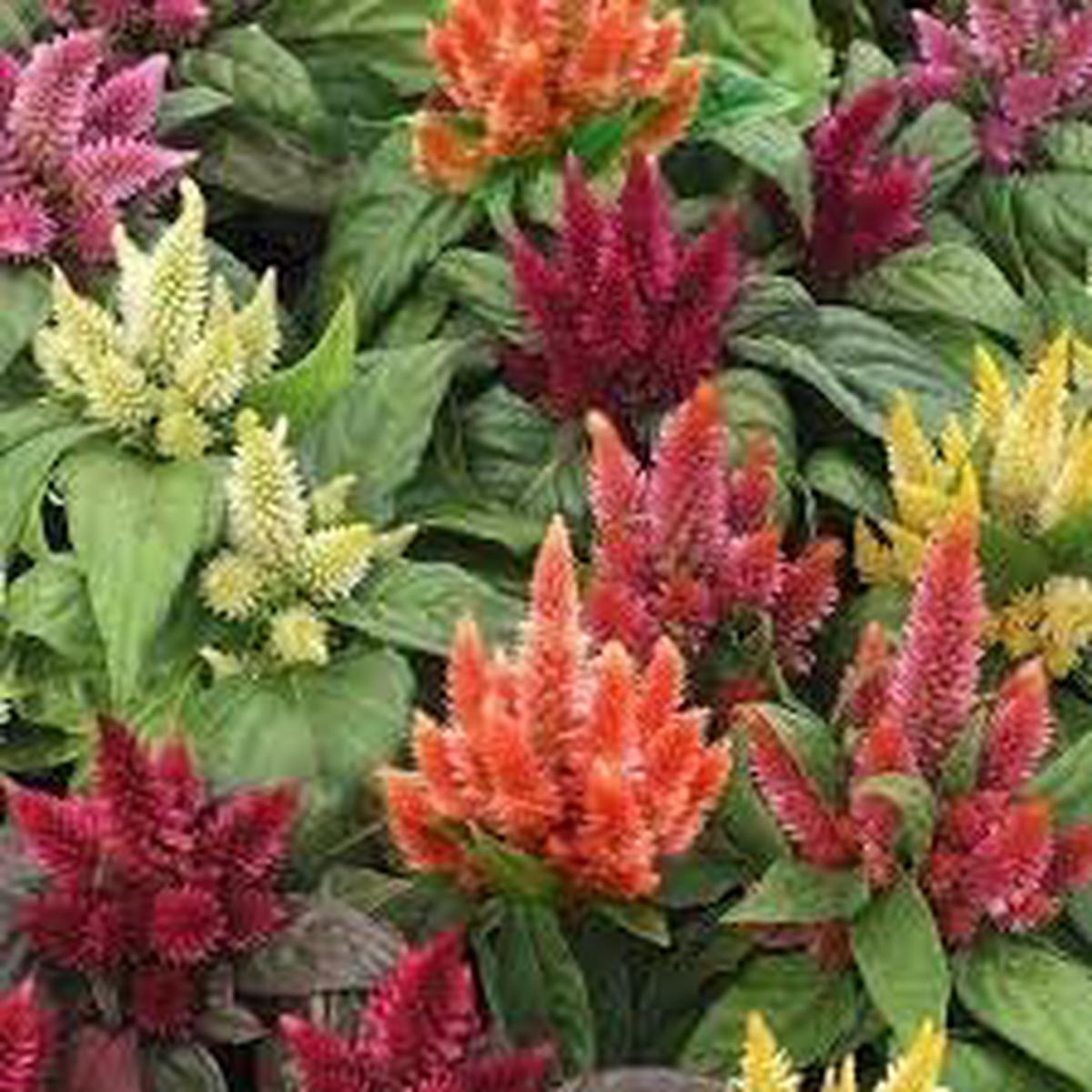 Pampas Flower seeds for Planting – Colorful Display, Heirloom & GMO Free Seeds for Home Garden