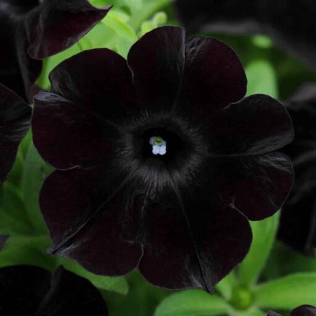 Petunia Blackcherry Hybrid Pelleted  Heirloom, Non-GMO, High Germination Organic Garden Seeds