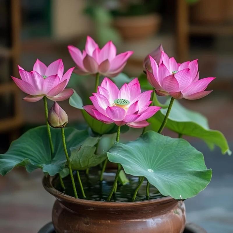 Pink Lotus Seeds  Exotic Water Garden Blooms for Ponds & Containers