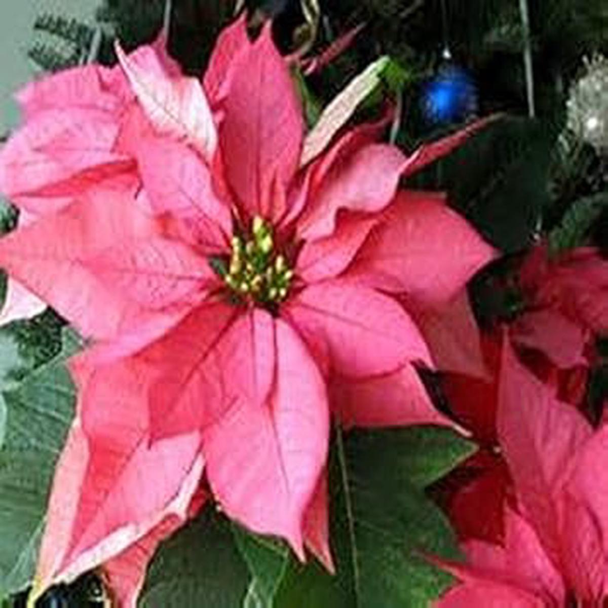 Pink Poinsettia Flower seeds for Planting – Low Maintenance, Heirloom & GMO Free Seeds for Home Garden