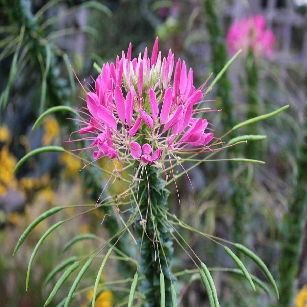 Pink Spiny Spider Flower seeds for Planting – Drought Tolerant, Heirloom & GMO Free Seeds for Home Garden