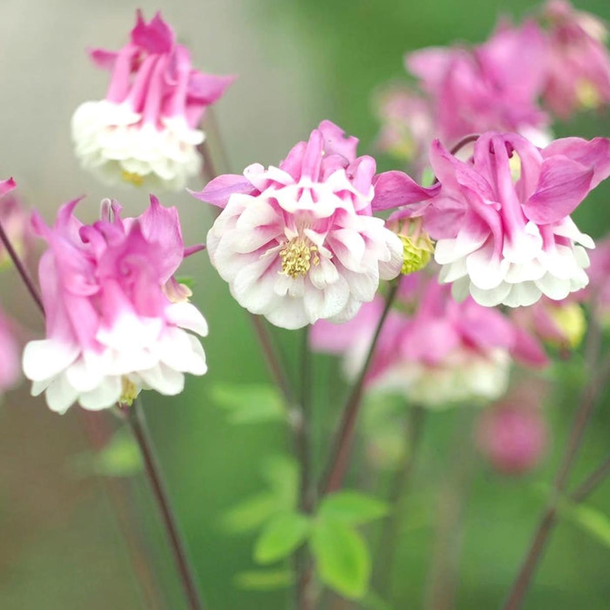 Pink White Petticoat Flower seeds for Planting – Garden Favorite, Heirloom & GMO Free Seeds for Home Garden