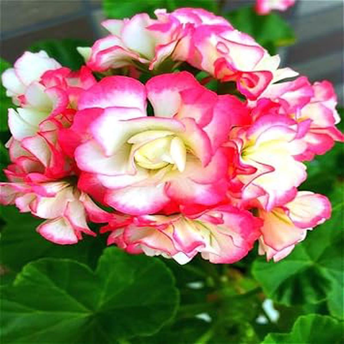 Pink & Yellow Geranium Flower Seeds for Planting – Heirloom & Non-GMO seeds for Home Garden