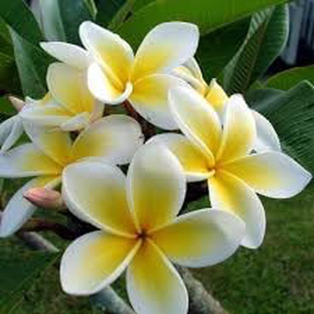 Plumeria Flower seeds for Planting – Shade Tolerant, Heirloom & GMO Free Seeds for Home Garden