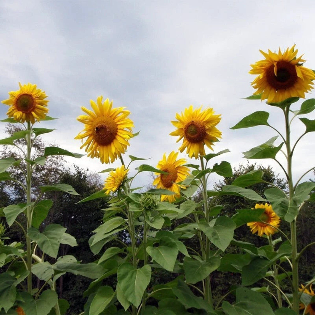 Pollinators Favorite Garden Seeds Seed Varieties All  Heirloom, Non-GMO, High Germination Organic Garden Seeds