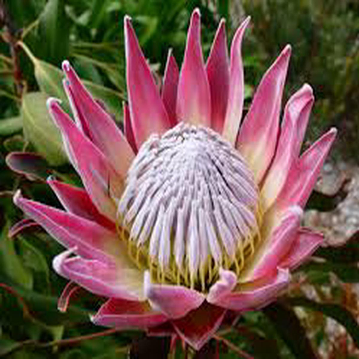 Protea Cynaroides Seeds for Planting – Ideal for Flower Bed & Urban Garden
