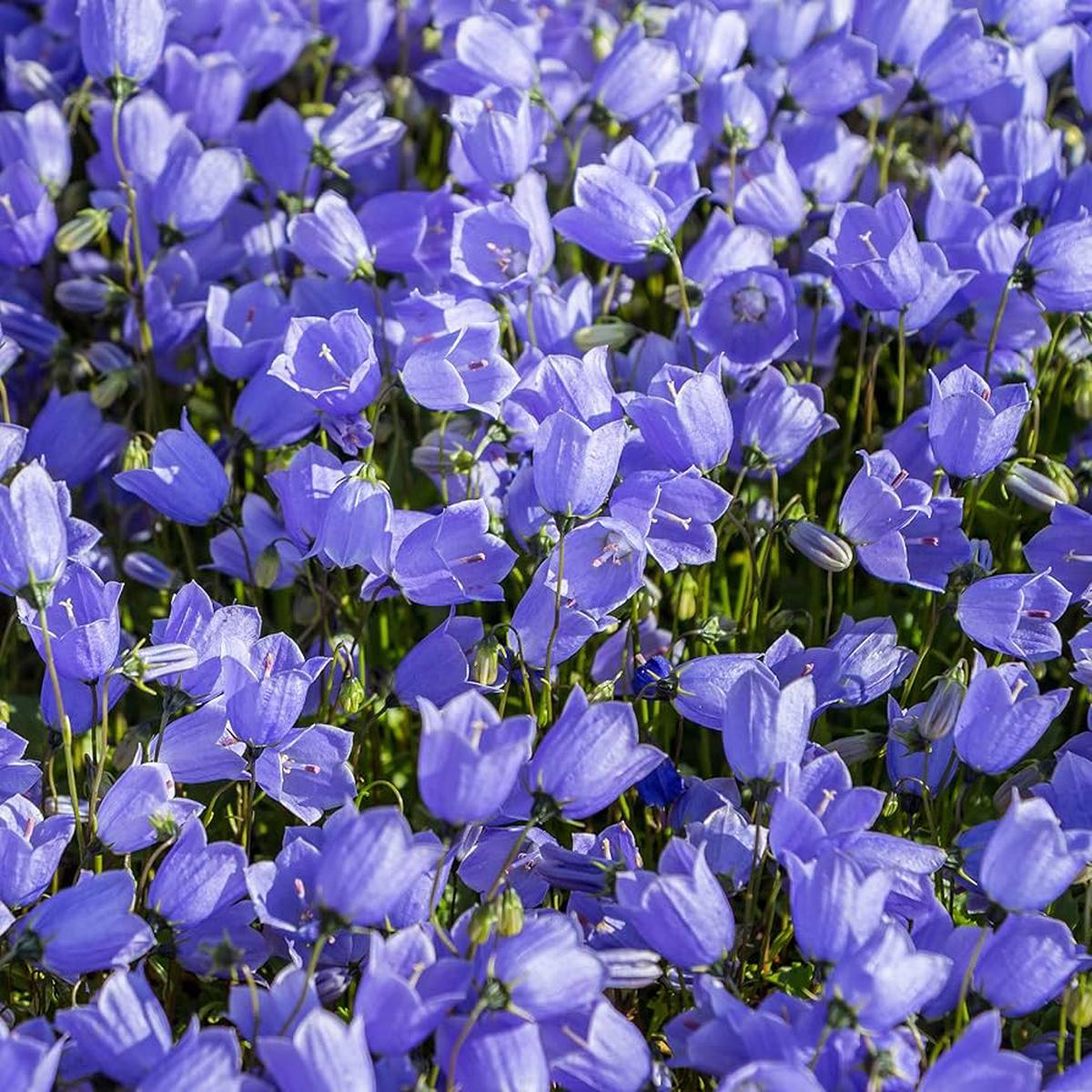 Purple Bellflower Campanula Seeds for Planting for Perennial Flower Bed and Urban Garden