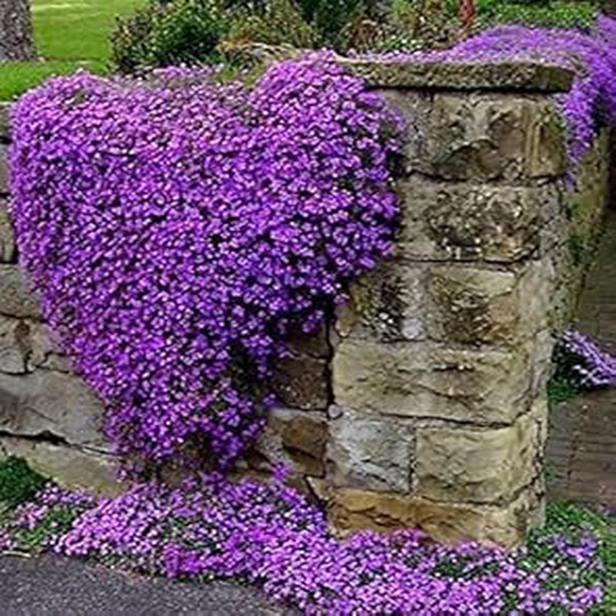 Purple Cress Flower seeds for Planting – Colorful Display, Heirloom & GMO Free Seeds for Home Garden