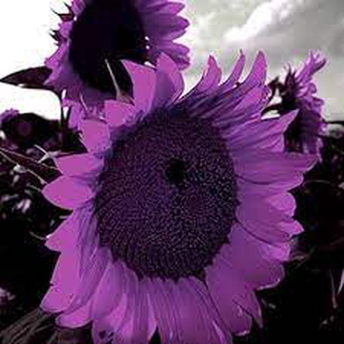 Purple Mini Sunflower Seeds for Planting  Heirloom, Non-GMO, High Germination Dwarf Blooms for Pots, Borders & Small Gardens