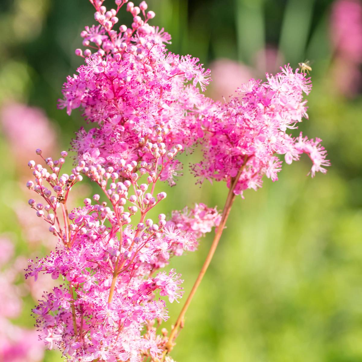 Queen of the Prairie Wildflower Seeds for Native Garden Beauty