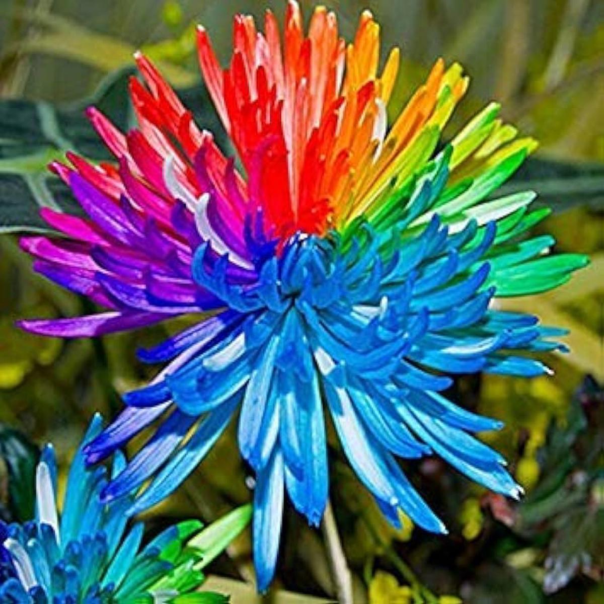 Rainbow Chrysanthemum Chrysanthemum indicum Seeds for Planting in Flower Bed and Urban Garden