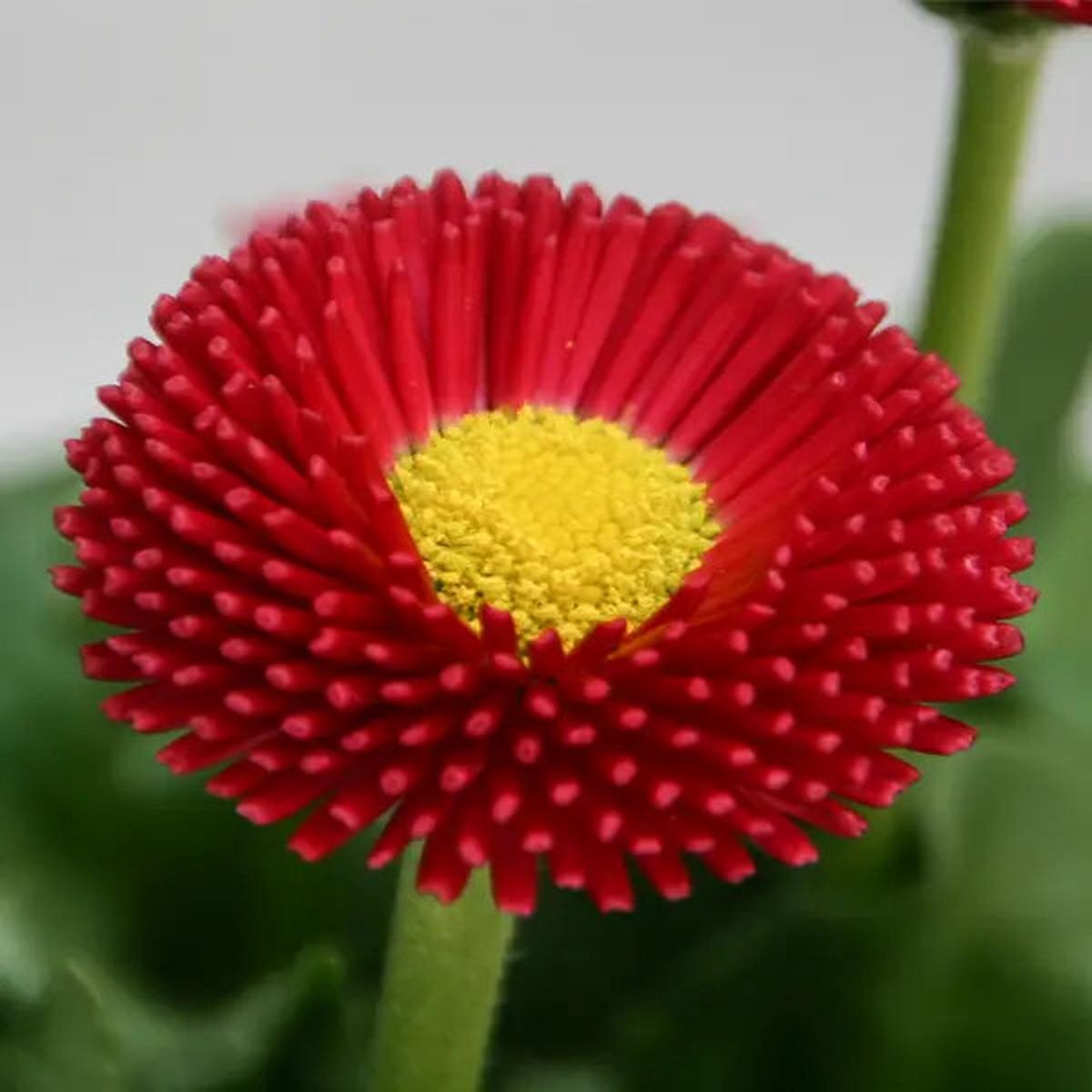 Red Bellis Flower Seeds for Planting – NON GMO Seeds