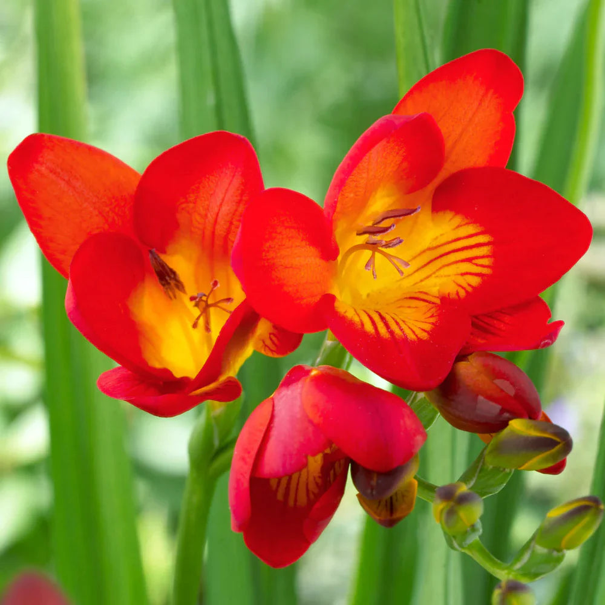 Red Freesias Flower Seeds for Planting – Colorful Display, Heirloom & GMO Free Seeds for Home Garden Non-GMO
