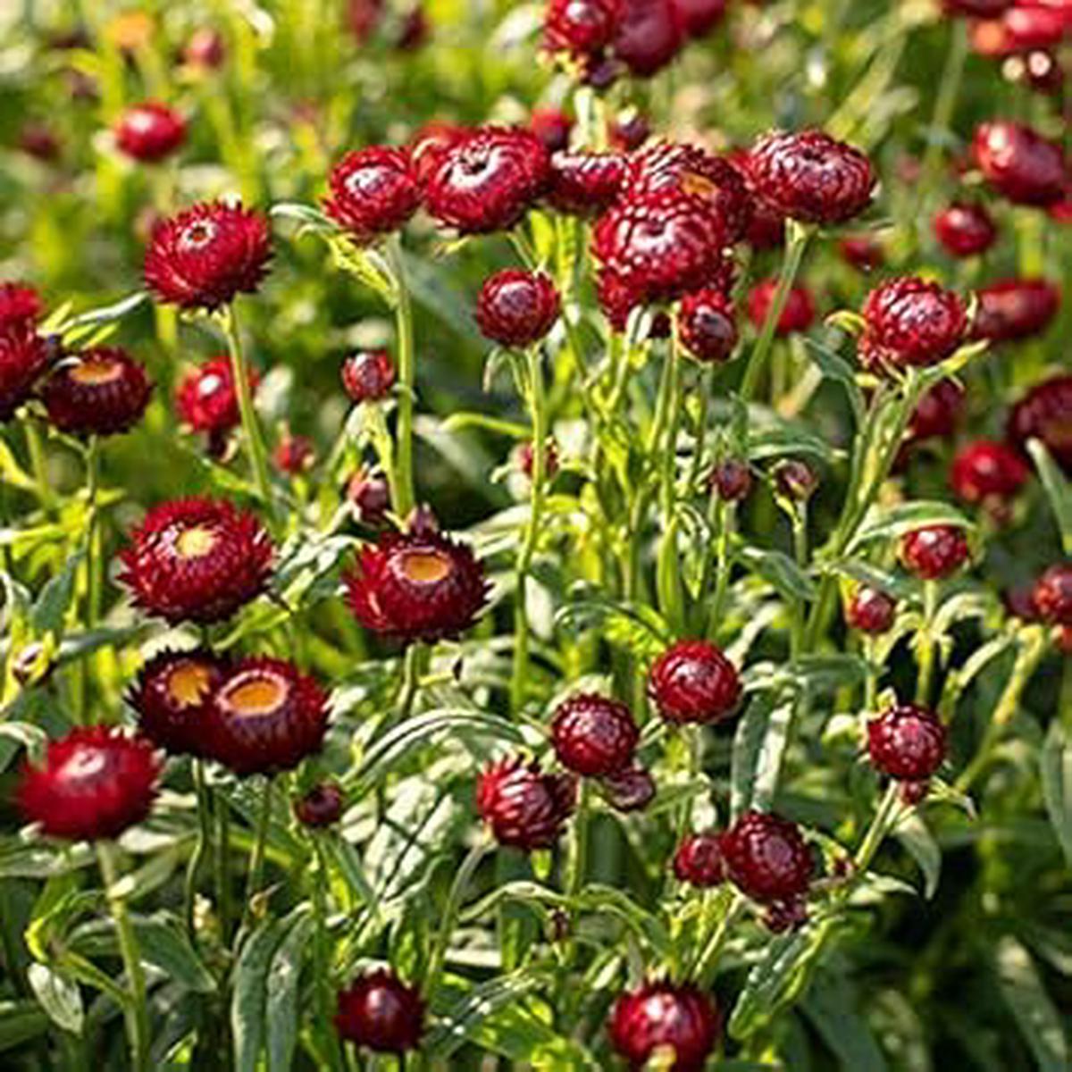 Red Helichrysum Bracteatum Seeds for Planting  Heirloom, Non-GMO, High Germination, Organic Garden Seeds for Everlasting Blooms