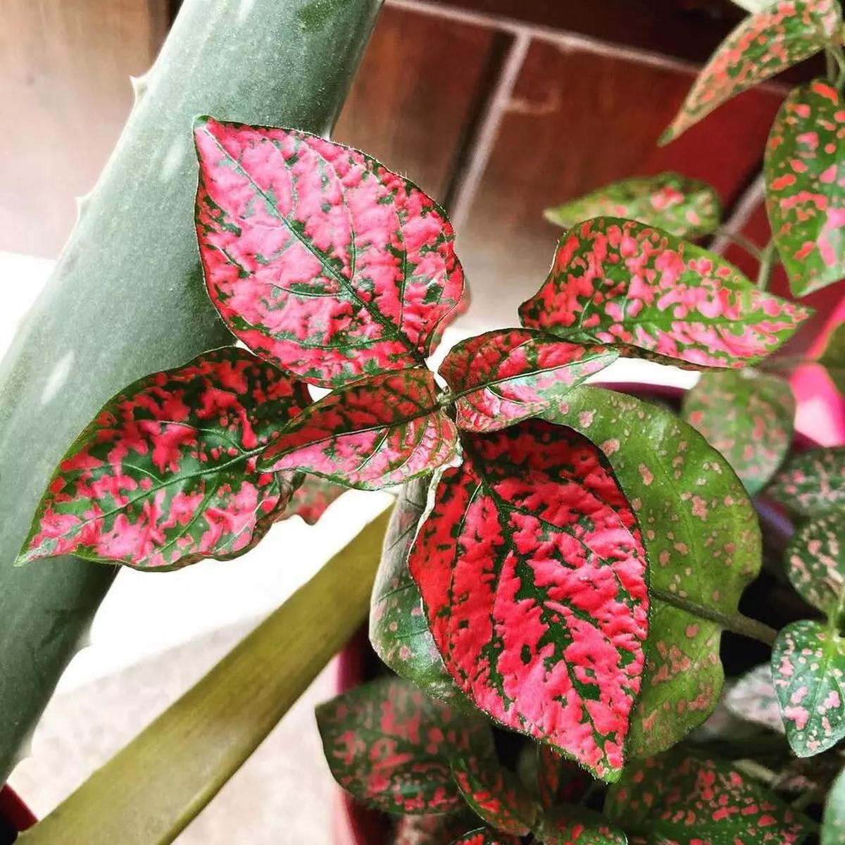 Red Hypoestes Flower seeds for Planting Hardy Variety Heirloom & GMO Free Seeds for Home Garden Sale