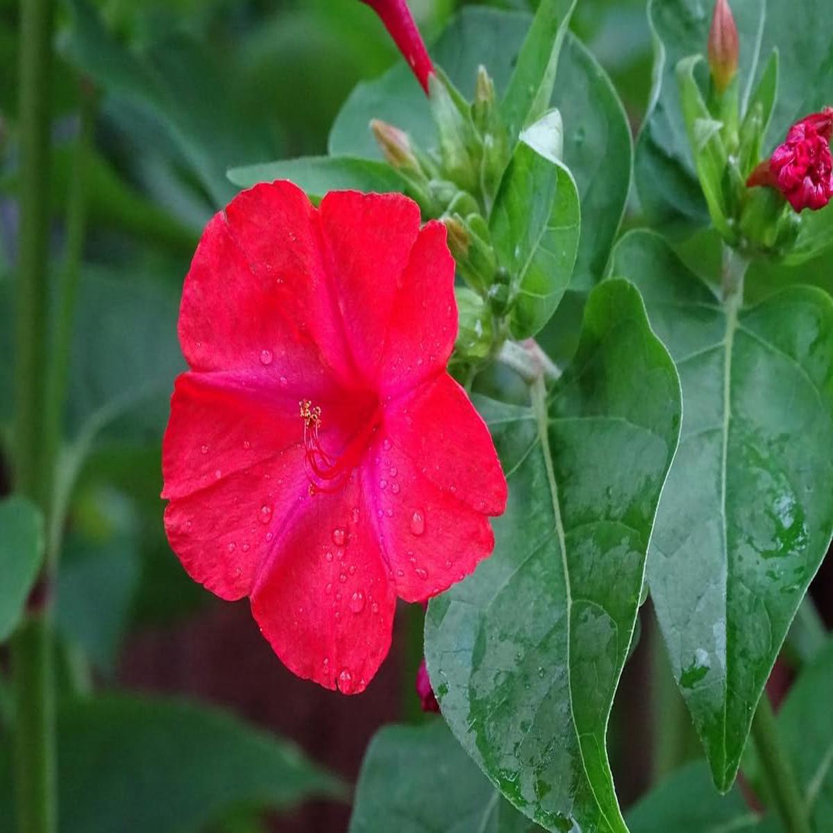 Red Mirabilis Flower Seeds for Garden  Heirloom, Non-GMO, High Germination Seeds for Vibrant Blooms