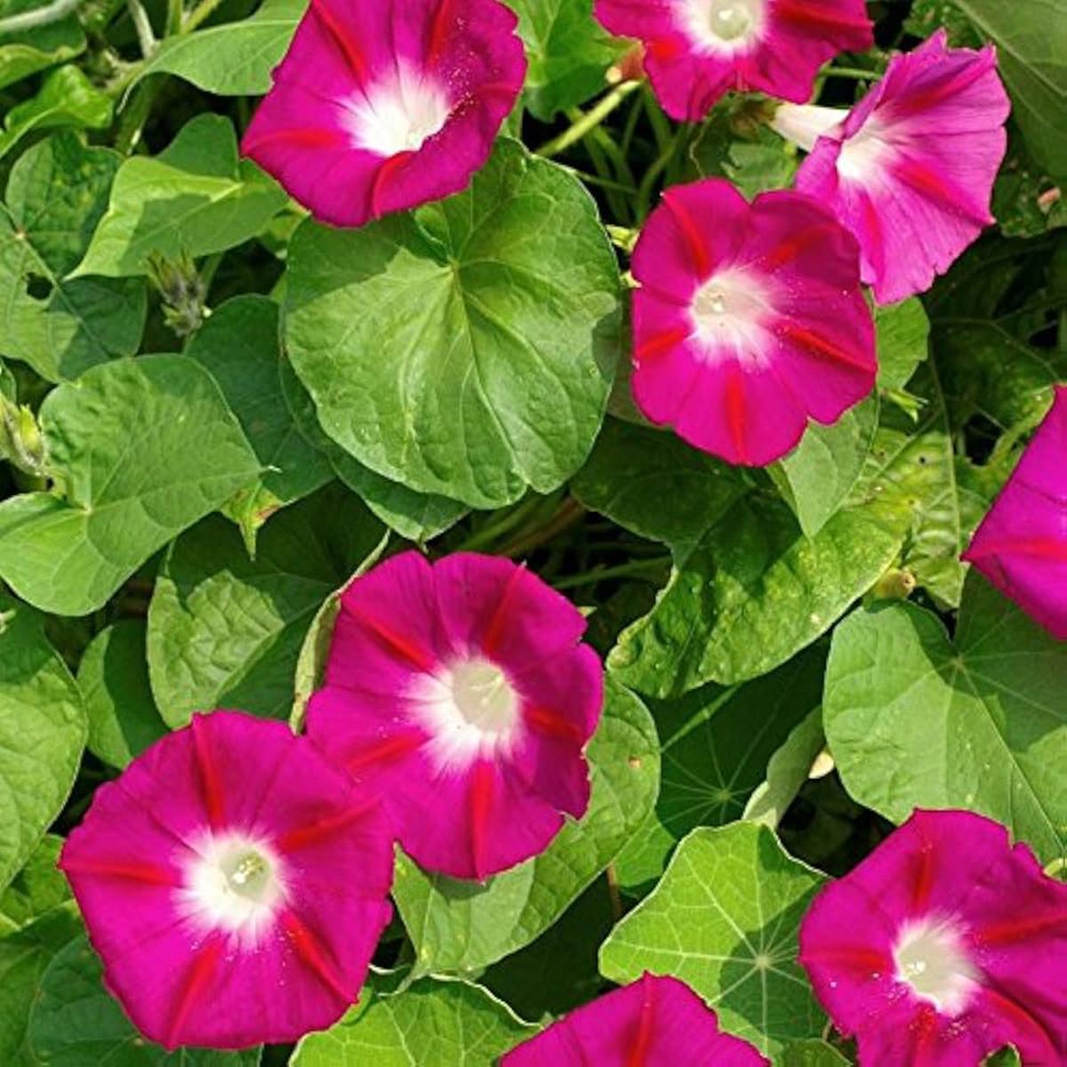 Red Morning Glory Seeds for Planting Ipomoea Coccinea trellis garden flowering fence