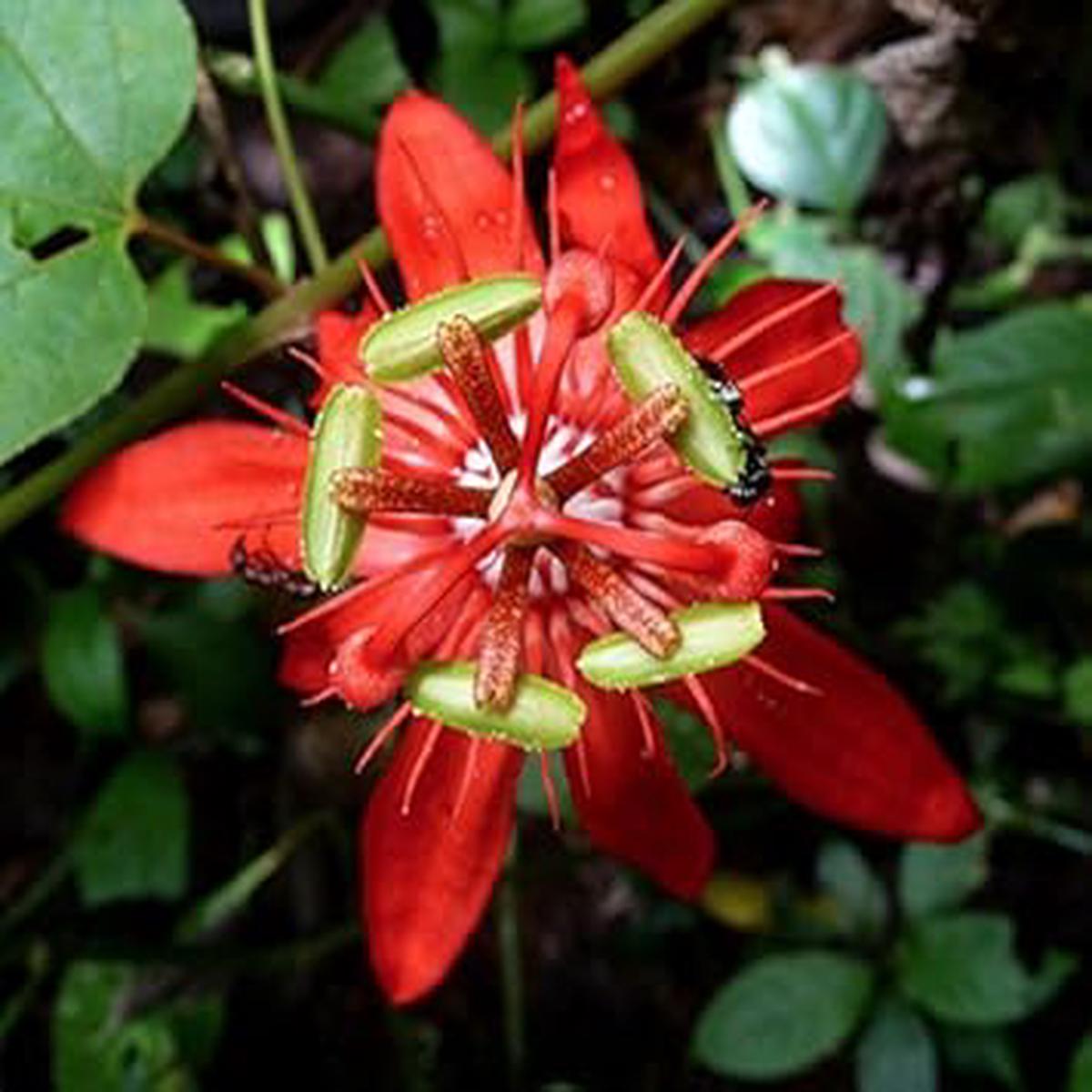 Red Passiflora Flower Seeds for Planting Long Bloom Season, Heirloom, Non-GMO, High Germination