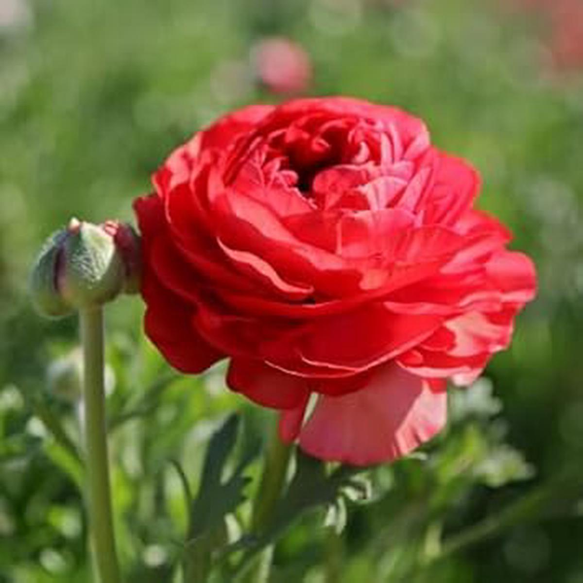 Red Ranunculus Asiaticus Flower Seeds for Planting  Heirloom Non-GMO High Germination Organic Garden Seeds