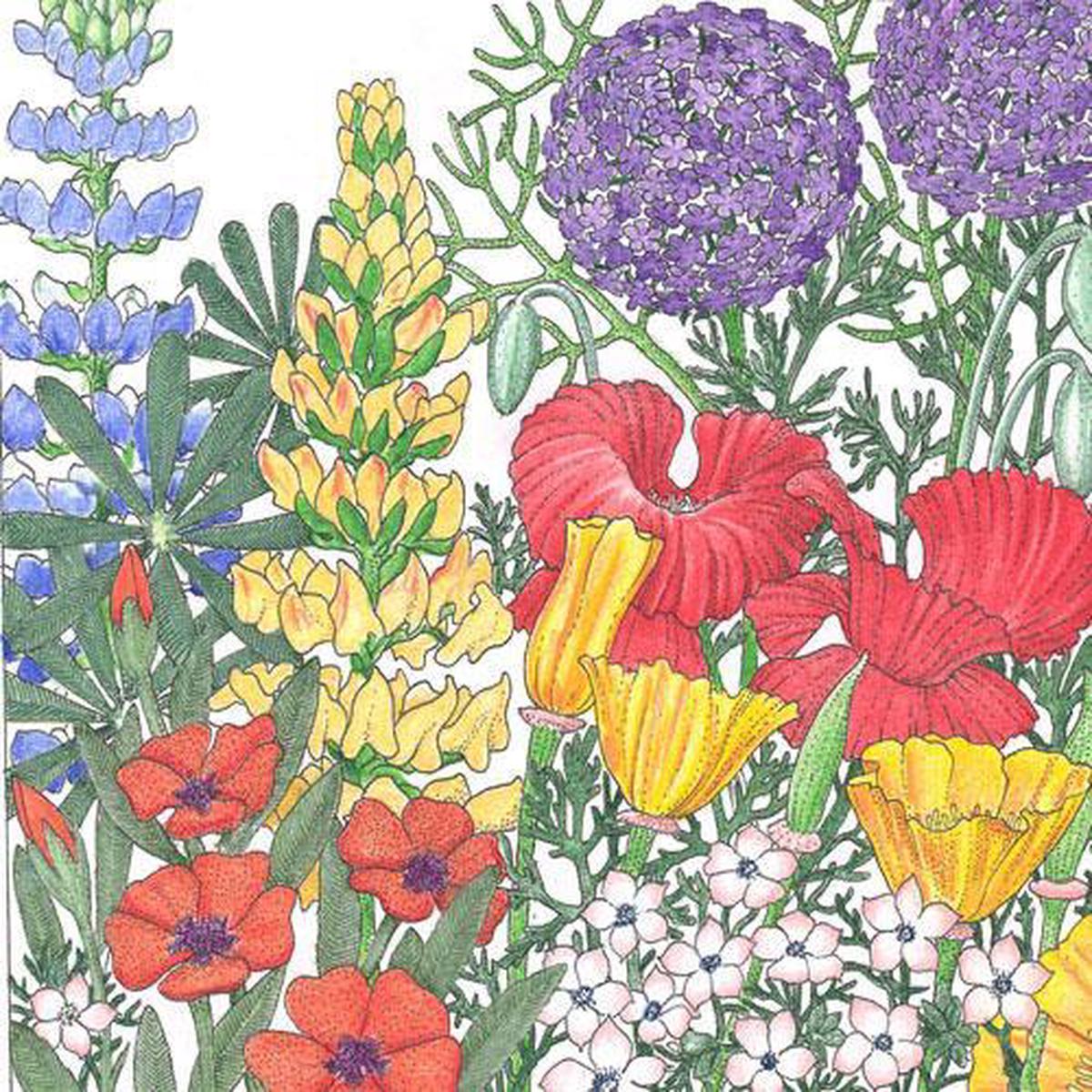 Regional Northwest Wildflower Mix