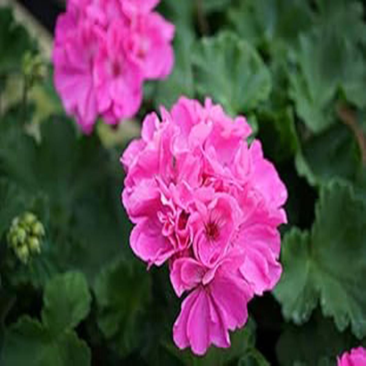 Rose Pelargonium Peltatum Seeds  Organic Heirloom Non-GMO, High Germination Seeds for Planting