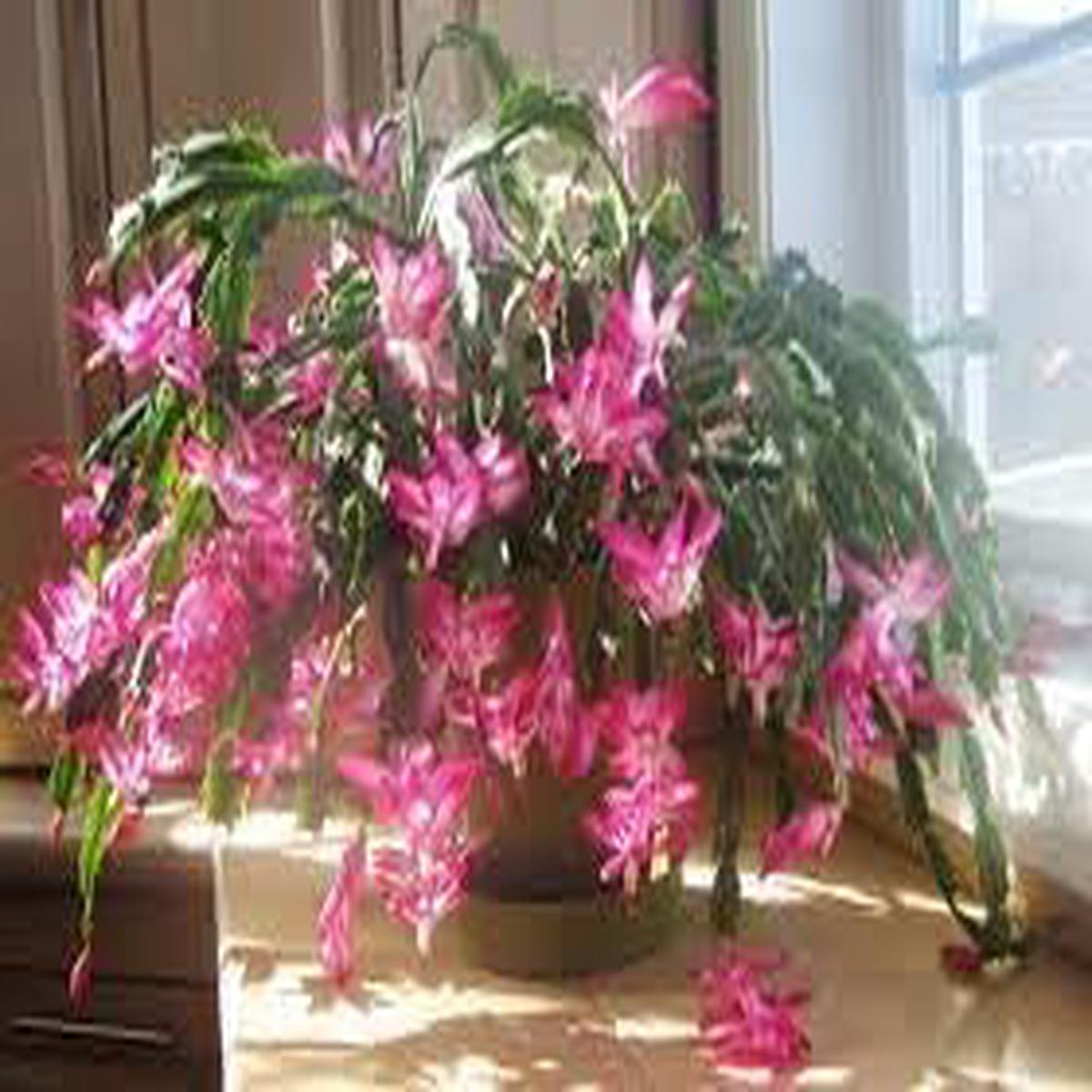 Schlumbergera Flower Seeds Heirloom Non GMO Planting – 100 pcs