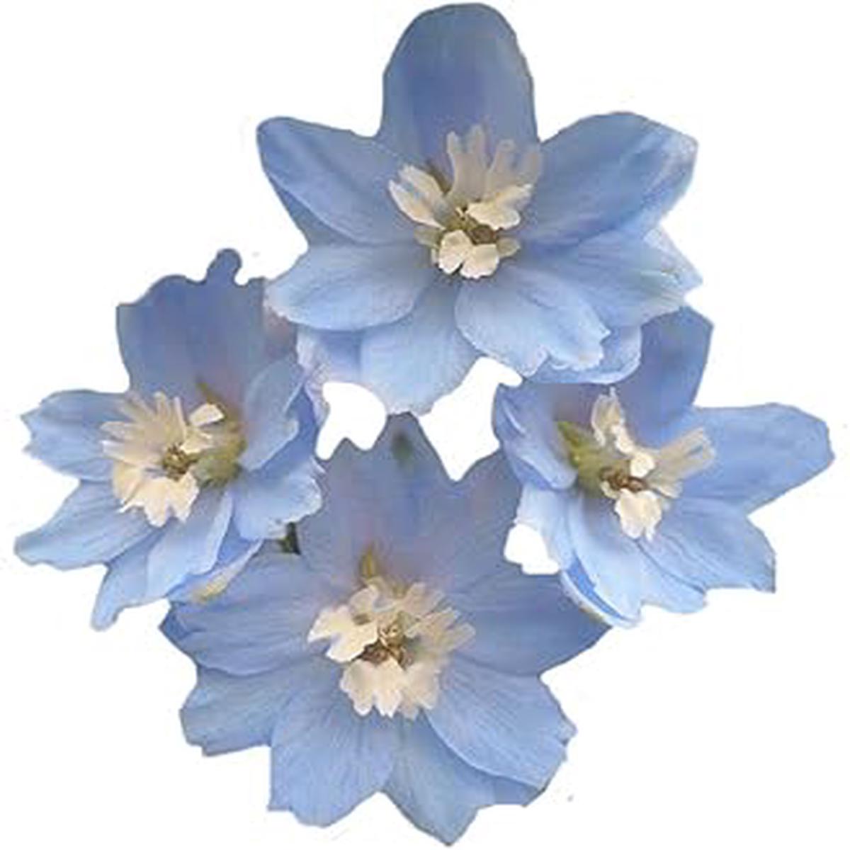 Sky Blue Dendrobium Flower seeds for Planting Long Bloom Season Heirloom & GMO Free Seeds for Home Garden   Sale