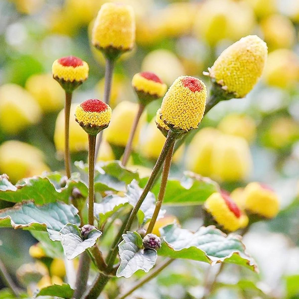 Spilanthes Flower seeds for Planting Seasonal Bloomer Heirloom & GMO Free Seeds for Home Garden Sale