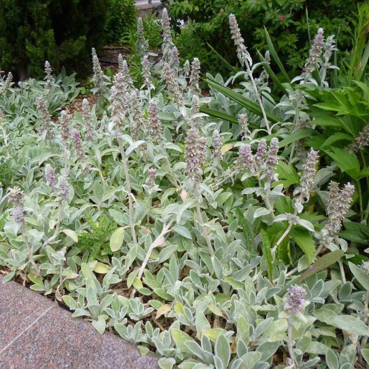 Stachys Flower seeds for Planting – Garden Favorite, Heirloom & GMO Free Seeds for Home Garden