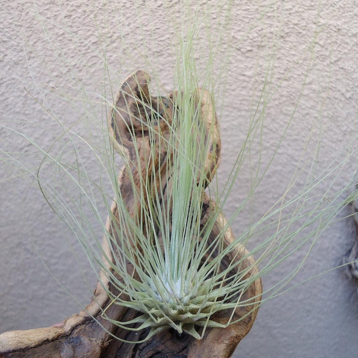 Tillandsia Fuchsii Flower seeds for Planting – Pollinator Friendly, Heirloom & GMO Free Seeds for Home Garden