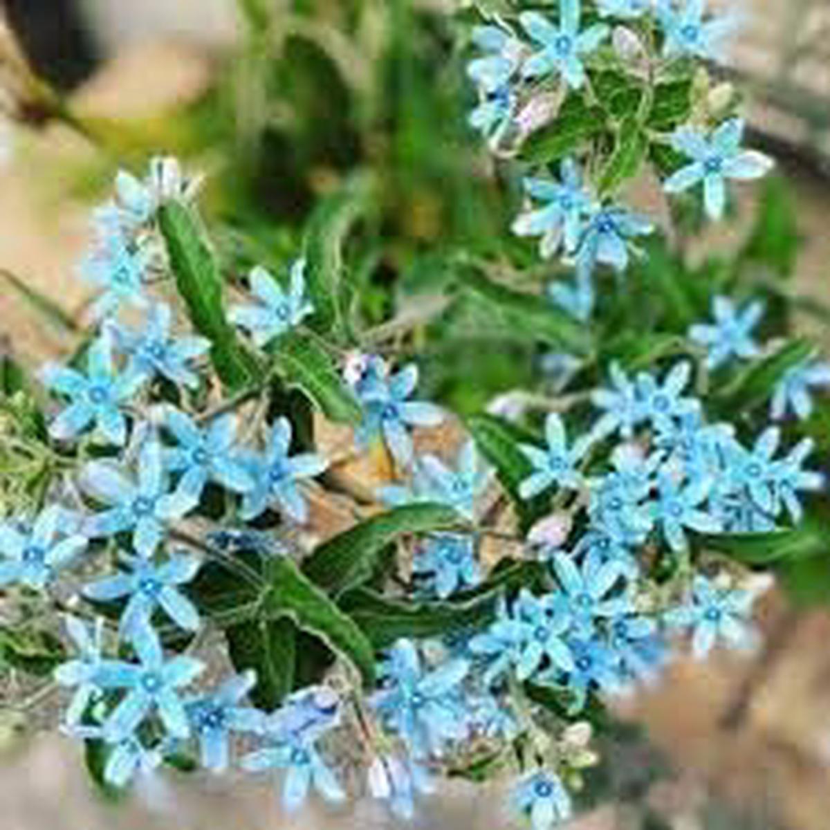 Tweedia Flower Planting Seeds for Garden Non-GMO, Heirloom, High Germination Seeds