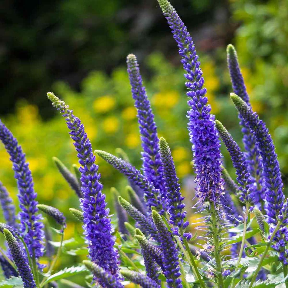 Veronica Flower seeds for Planting – Seasonal Bloomer, Heirloom & GMO Free Seeds for Home Garden